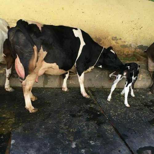 Black And White Best Hf Cow Supplier In Punjab at Best Price in Karnal |  Gupta Dairy Farm