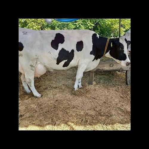 Best Hf Cow Supplier In Haryana