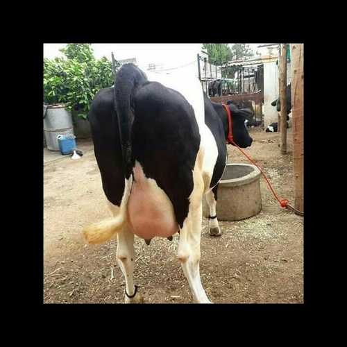 Holstein Friesian Cows