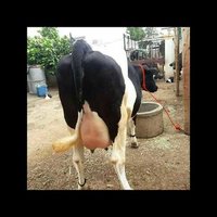 Best Hf Cow Supplier In Andhra Pradesh