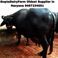 Murrah Buffalo Price In Haryana