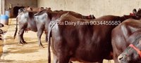 Black Murrah Buffalo Supplier In Karnal