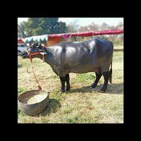 Indian Pure Murrah Buffalo