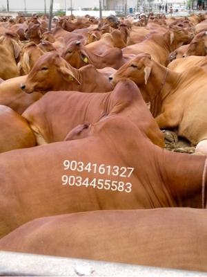 Brown Sahiwal Cow Supplier In Uttar Pradesh