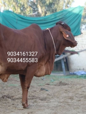 Brown Best Sahiwal Cow Supplier In Rajasthan
