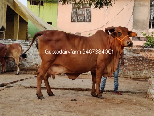 Best Sahiwal Cow Supplier In Maharashtra