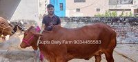 Sahiwal Cow Trader In India