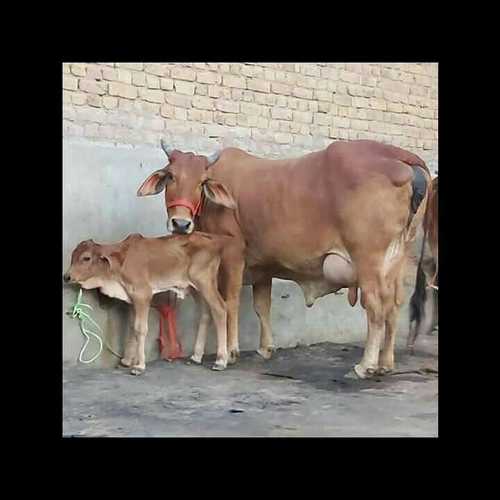 Brown Sahiwal Cow For Sale In Haryana