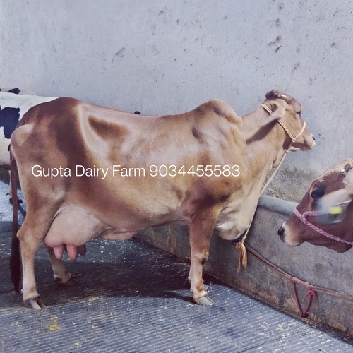 Pure Breed Sahiwal Cow