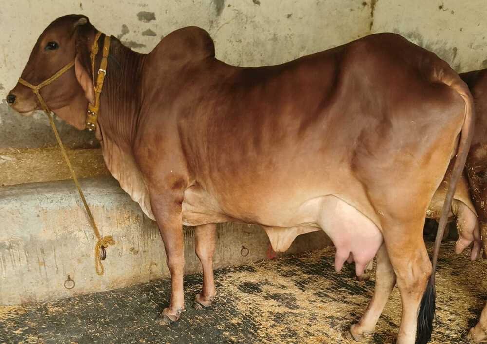 Pure Breed Sahiwal Cow - Color: Brown