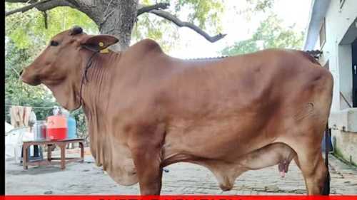 Brown Sahiwal Cow In Bulk Quantity
