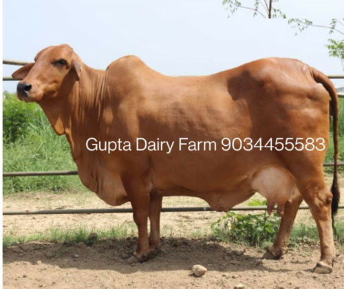 Brown Sahiwal Cow In Bulk Quantity