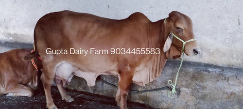 Brown And Reddish Brown Haryana Sahiwal Cow