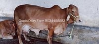 Haryana Sahiwal cow