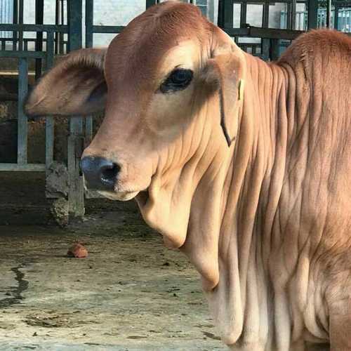 Brown Ndri Sahiwal Cow