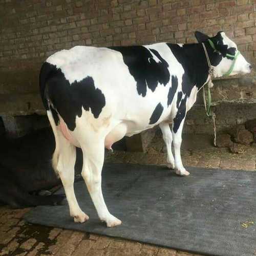 Holstein Friesian Cows