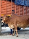 Sahiwal Cow With Calf