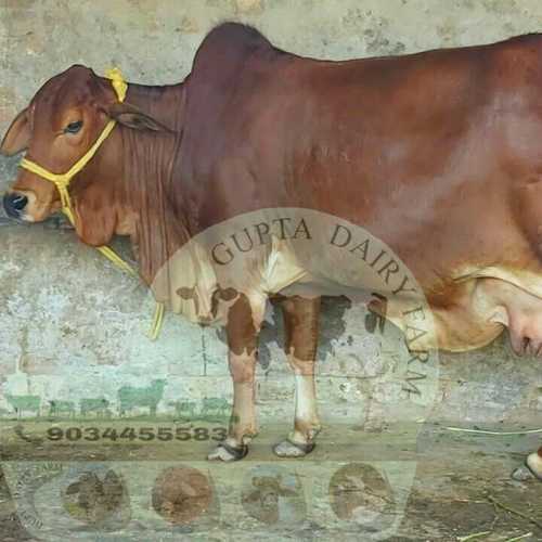Best Sahiwal Cow For Dairy