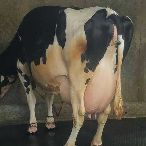 Pregnant HF Cow