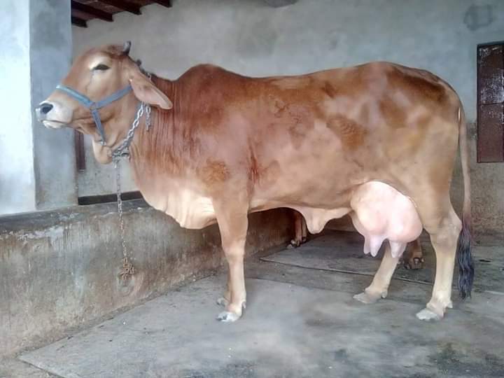 Dairy Sahiwal Cow