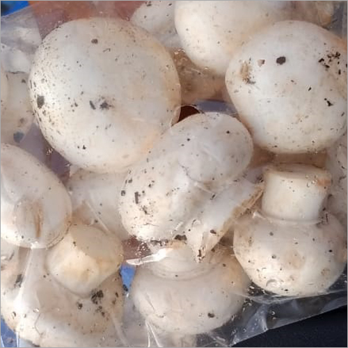 Fresh Mushroom By Mauli Exports And Imports