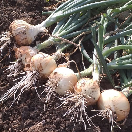 Spring Onion