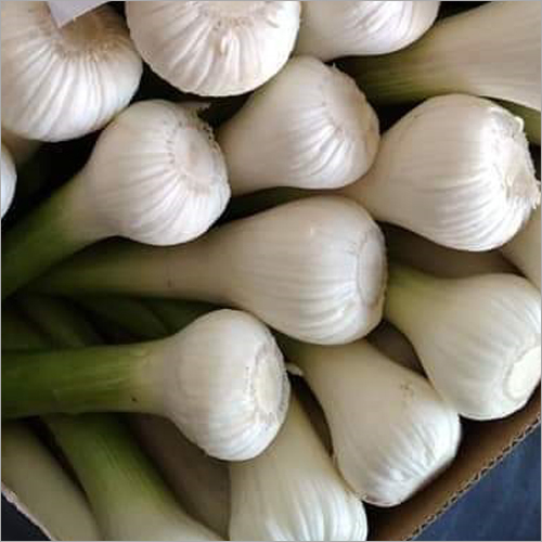 Fresh Spring Onion