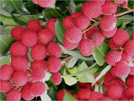 Litchi By ADARA EXPORTS PRIVATE LIMITED