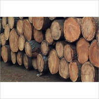 Silver Oak Wood Log