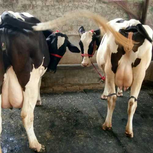 Hf Cow for Milking