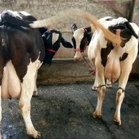 Hf Cow for Milking