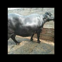 High Yield Murrah Buffalo