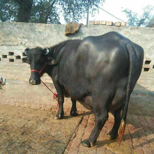 Black Murrah Buffalo