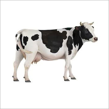 Indian HF Cow
