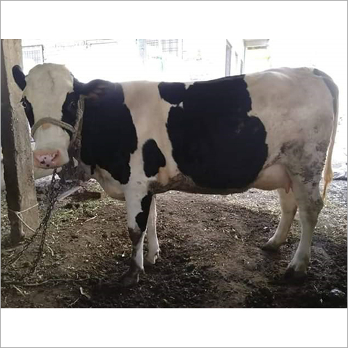 Pure HF Cow