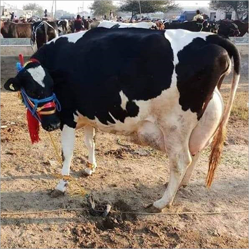 Desi HF Cow