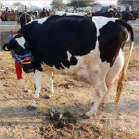 Desi Hf Cow