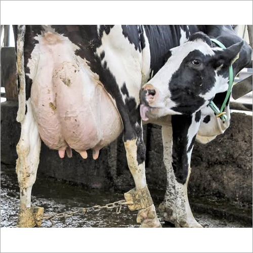 Dairy Farm HF Cow