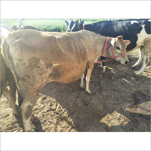 Pure Sahiwal Cow