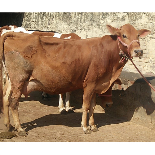Desi Sahiwal Cow