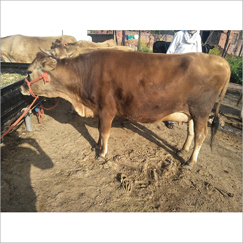Dairy Farm Sahiwal Cow
