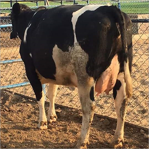Indian HF Cow