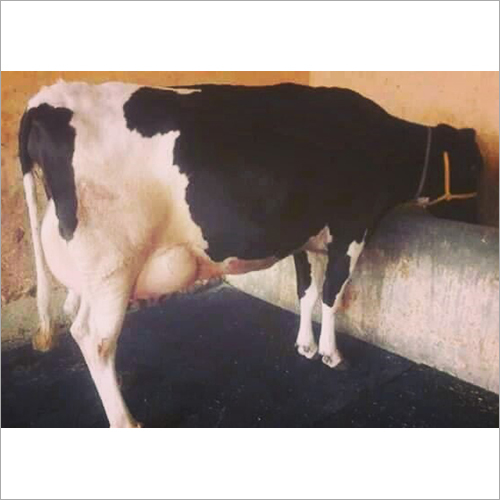 Desi HF Cow