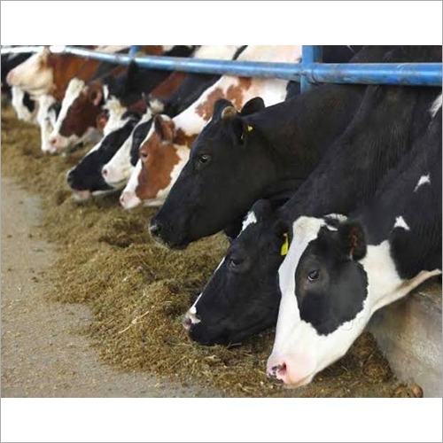 Desi HF Cow