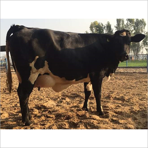 Desi HF Cow