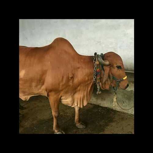 Gir Cow In Haryana