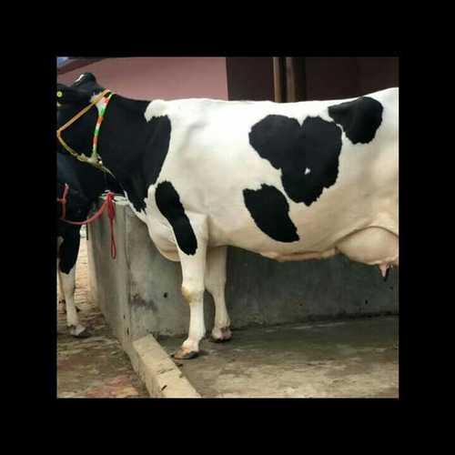 High Milk Holstein Friesian Cow at Best Price in Karnal | Gupta Dairy Farm High Milk Holstein Friesian Cow at Best Price in Karnal | Gupta Dairy Farm