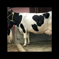 High Milk Holstein Friesian Cow