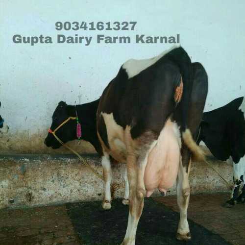 Best Hf Cow Supplier In Rajasthan