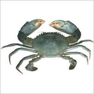 Crab